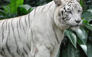 Картинка Животные, Хищник, Бенгальский Тигр, Взгляд, Тигр, Большая Кошка
