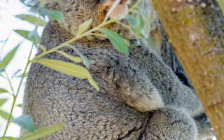 Картинка Животные, Дерево, Ветки, Коала, Животное