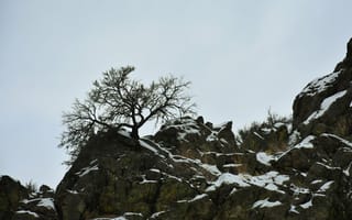 Картинка Природа, Снег, Дерево, Скала