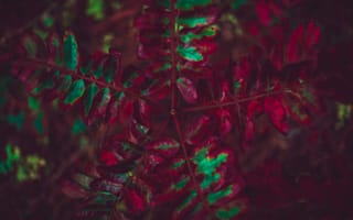 Картинка Осень, Листья, Растение, Резной, Макро