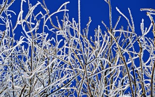 Картинка Зима, Природа, Изморозь, Мороз, Холод, Замерзать, Ветки