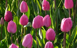 Картинка Тюльпаны, Цветы, Розовый, Клумба