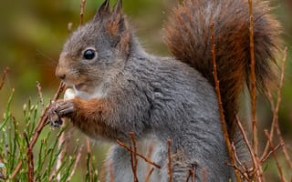 Картинка Животные, Пушистый, Белка, Профиль, Грызун