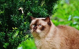 Картинка Животные, Кот, Британская Короткошерстная Кошка, Ветки