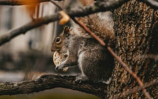 Картинка Животные, Печенье, Ветки, Зверь, Дикая Природа, Дерево, Белка