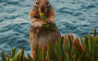 Картинка Животные, Еда, Листья, Зверек, Белка, Дикая Природа