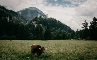 Картинка Животные, Трава, Замок, Бык, Луг, Горы, Бавария
