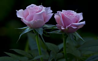 Картинка Розы, Цветы, Лепестки, Бутоны