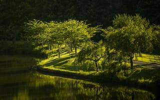 Картинка Природа, Деревья, Озеро, Вирджиния, Парк