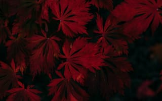 Картинка Листья, Растение, Темный, Черный, Красный, Темные