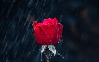 Картинка Цветы, Дождь, Бутон, Роза, Капли, Влага, Красный