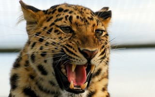 Картинка Леопард, Животные, Хищник, Оскал, Агрессия, Большая Кошка