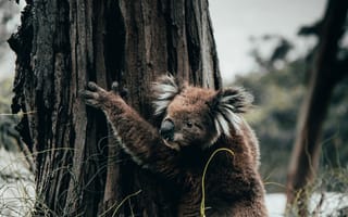 Картинка Животные, Трава, Дерево, Коала, Животное