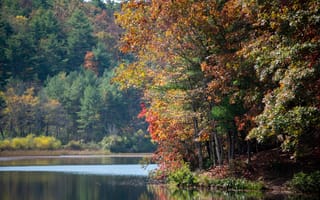 Картинка Природа, Деревья, Осень, Река, Ветки Отражение