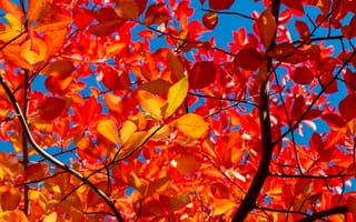 Картинка Природа, Осень, Ветки, Солнечный, Листья