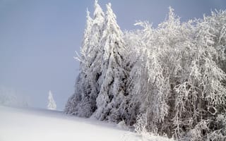 Картинка Зима, Природа, Лес, Снег