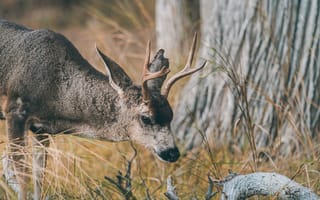 Картинка Животные, Трава, Олень, Коричневый, Животное, Ветка