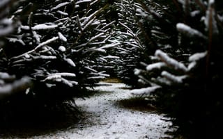 Картинка Зима, Природа, Тропинка, Снег, Ветки