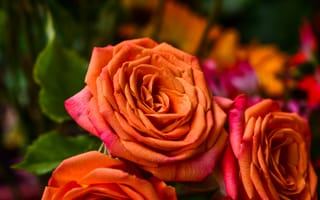Картинка Цветы, Роза, Лепестки, Бутон, Оранжевый