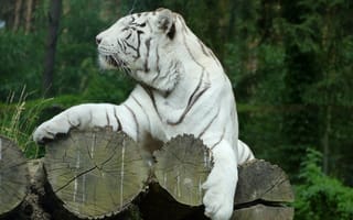 Обои Животные, Хищник, Белый Тигр, Бенгальский Тигр