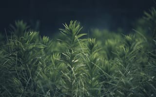 Картинка Природа, Трава, Растение, Размытость, Зеленый