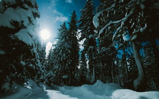 Картинка Зима, Природа, Солнечный Свет, Лес, Снег, Дорога, Деревья