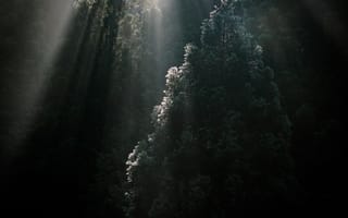 Картинка Природа, Деревья, Солнечные Лучи, Верхушки, Лес, Туман