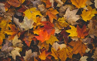 Картинка Осень, Листья, Макро, Желтый, Коричневый, Опавшие Листья