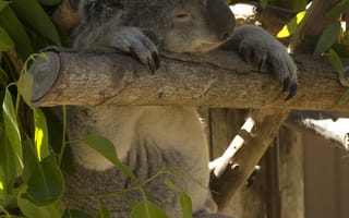 Картинка Животные, Листья, Животное, Сон, Забавный, Коала