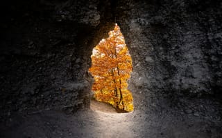 Картинка Природа, Деревья, Желтый, Осень, Пещера