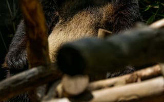 Картинка Животные, Деревья, Панда, Милый, Бамбук