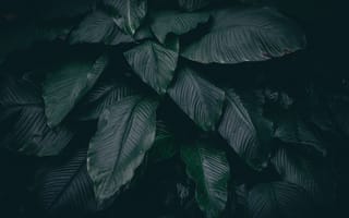 Картинка Природа, Листья, Растение, Темный