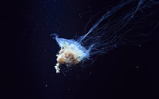 Картинка Природа, Подводный Мир, Щупальцы, Медуза