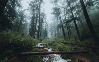 Картинка Пейзаж, Природа, Туман, Ручей, Лес, Деревья