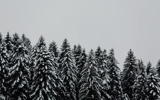 Картинка Деревья, Снег, Минимализм, Заснеженный