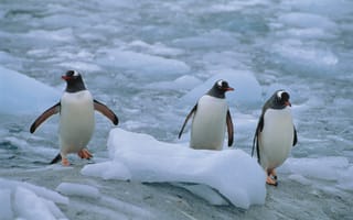 Картинка Животные, Пингвины, Север, Линукс, Три