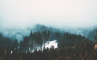 Картинка Природа, Деревья, Снег, Лес, Туман
