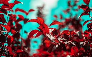 Картинка Листья, Растение, Красный, Ветки, Макро