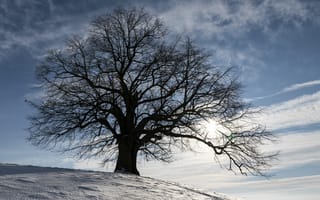 Картинка Пейзаж, Зима, Силуэт, Дерево, Снег, Природа