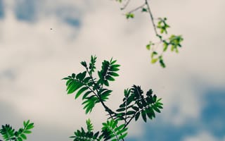 Картинка Природа, Небо, Зеленый, Листья, Растение, Ветки