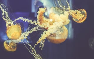 Картинка Природа, Медузы, Плавать, Подводный Мир
