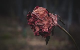 Картинка Цветы, Осень, Сморщенный, Высушенный, Роза