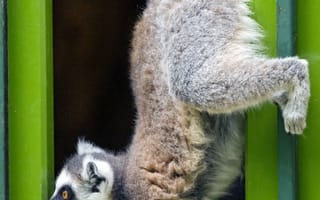 Картинка Животные, Животное, Дверь, Лемур, Забавный