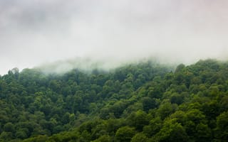 Картинка Природа, Деревья, Небо, Туман, Лес