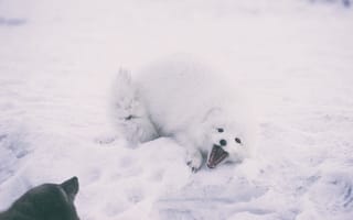 Картинка Животные, Снег, Песец, Игривый, Арктическая Лиса
