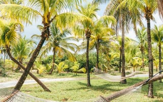 Картинка Природа, Пальмы, Лето, Багамы, Тропики, Гамаки