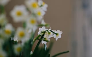 Картинка Цветы, Нарциссы, Растение, Весна, Белый
