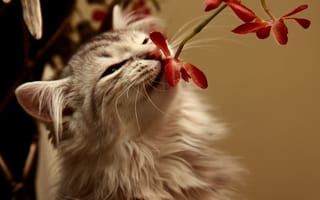 Картинка Животные, Цветок, Котёнок, Запах
