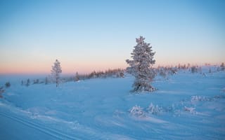 Картинка Зима, Природа, Снег, Иней, Мороз, Дерево