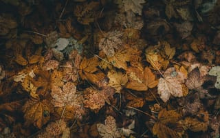 Картинка Природа, Осень, Опавший, Листва, Листья, Сухой